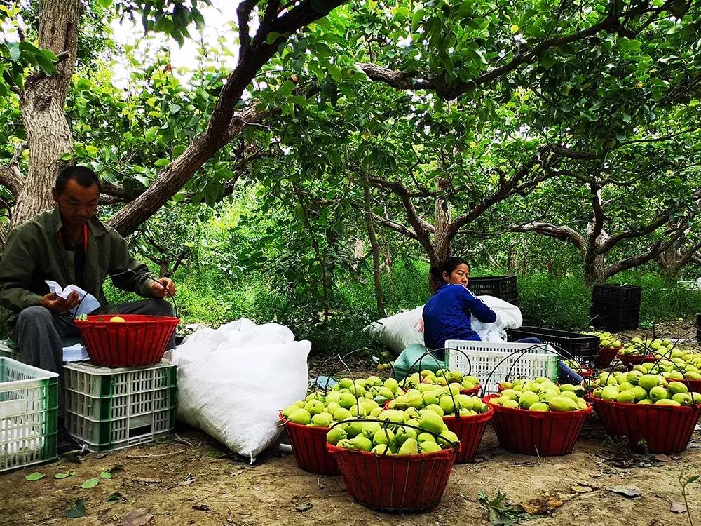 甘甜多汁的*疆新**库尔勒香梨140g以上特级母梨产地直发