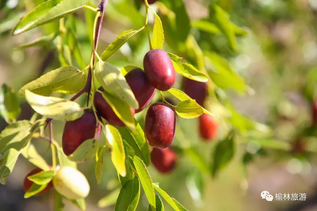 十一期间陕西榆林游玩攻略,榆林出发十一免费游的地方