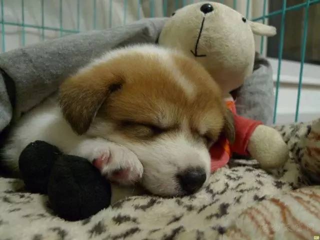 想养大型犬应该养什么品种,喜欢养小型犬的推荐哪些狗狗