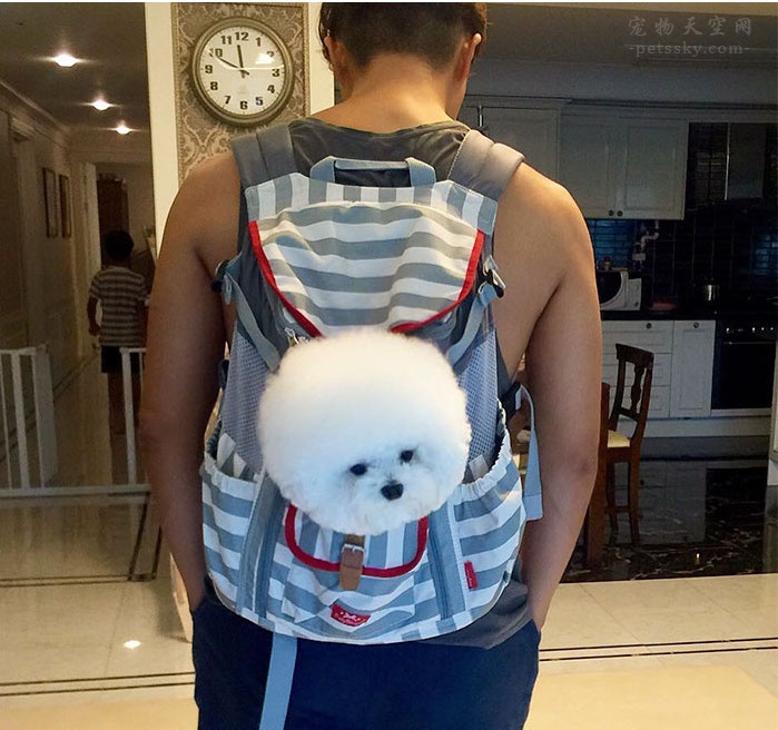 想养大型犬应该养什么品种,喜欢养小型犬的推荐哪些狗狗