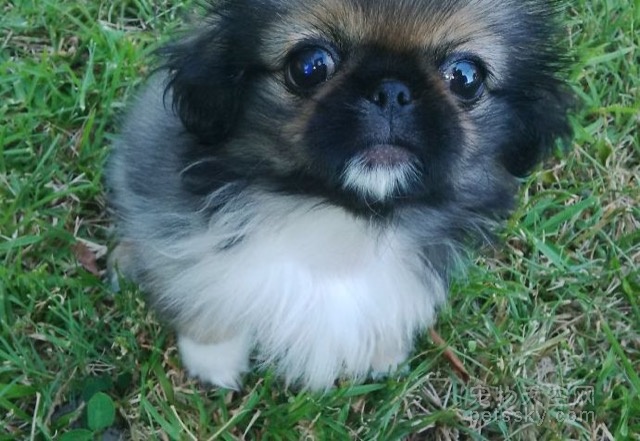 想养大型犬应该养什么品种,喜欢养小型犬的推荐哪些狗狗