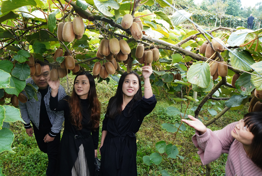 重庆市民国庆有口福了贵州息烽精品猕猴桃首次入渝