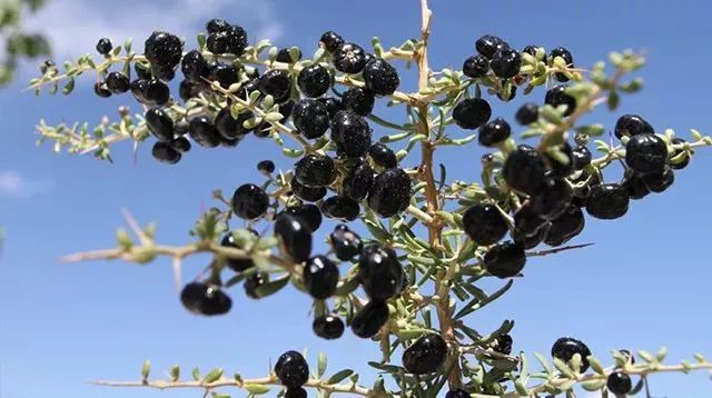 比红枸杞更养生,一天5粒胜过100片面膜,99%的人都忽略了