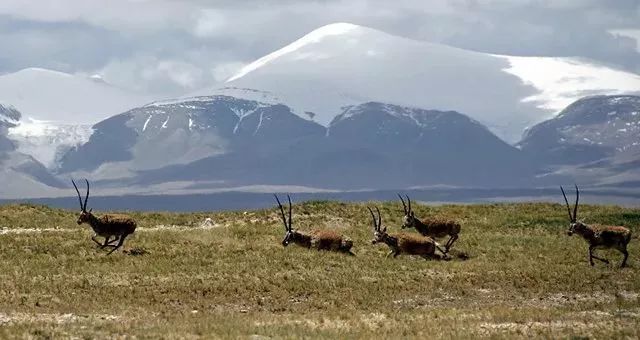 比红枸杞更养生,一天5粒胜过100片面膜,99%的人都忽略了