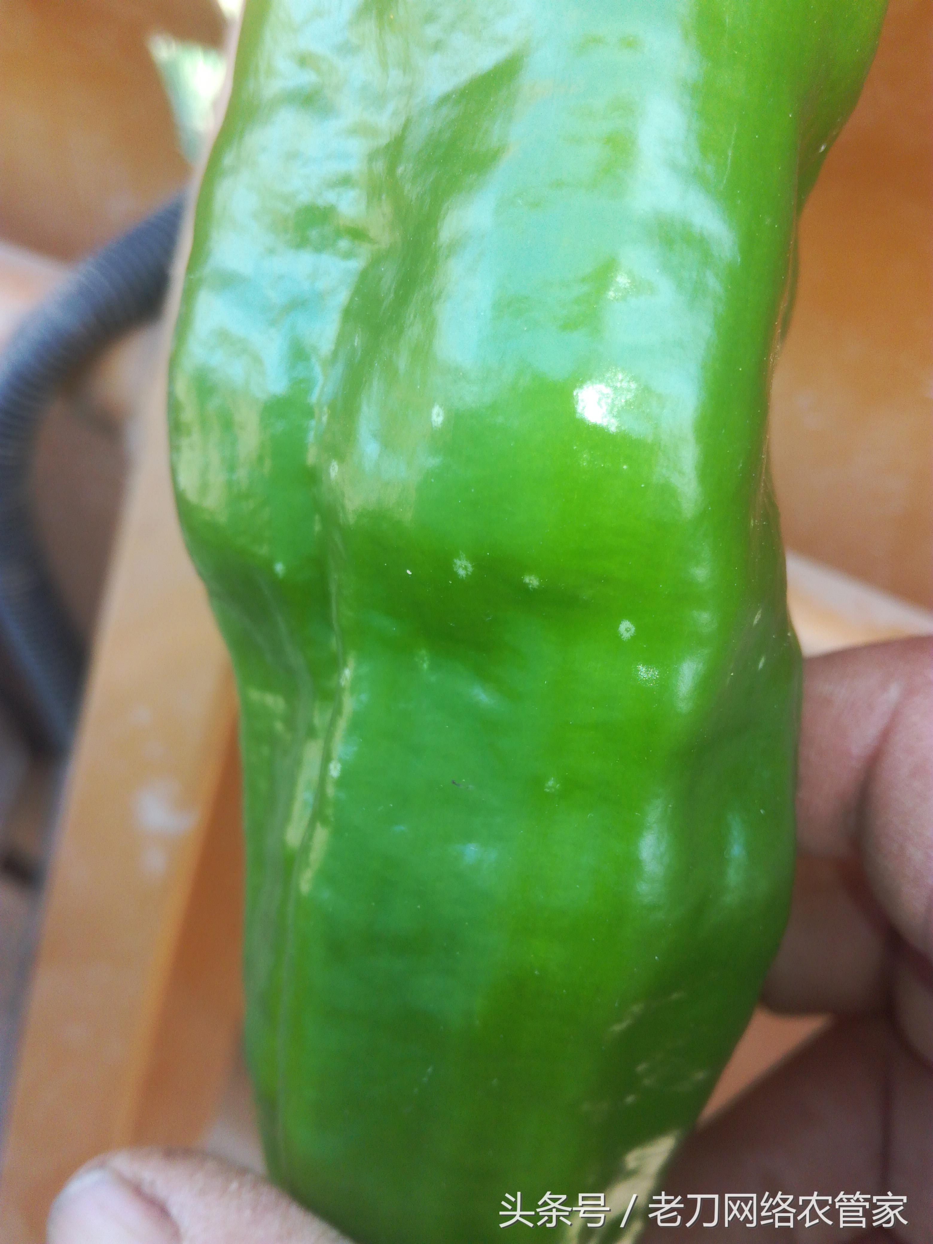 辣椒上有黑点病害图片,辣椒苗杆上有白点怎么回事