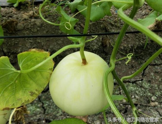 甜瓜表面有裂纹怎么回事,甜瓜蒂是怎么回事