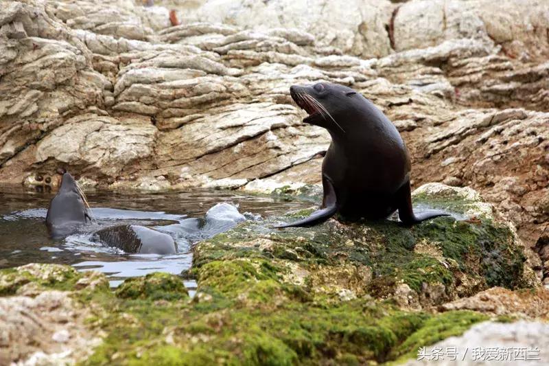 新西兰是不是最美丽的地方,新西兰到底有什么好玩