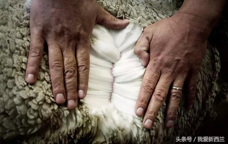 新西兰是不是最美丽的地方,新西兰到底有什么好玩