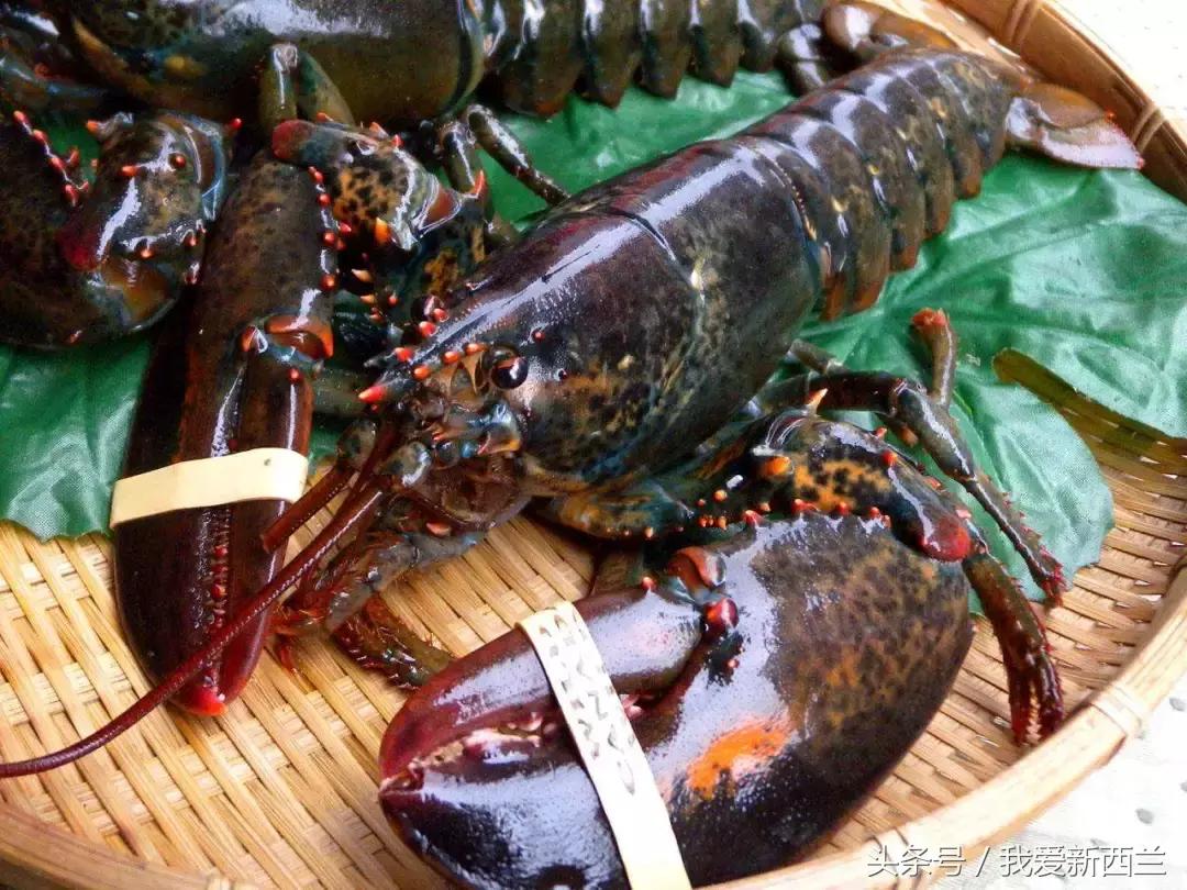 新西兰是不是最美丽的地方,新西兰到底有什么好玩