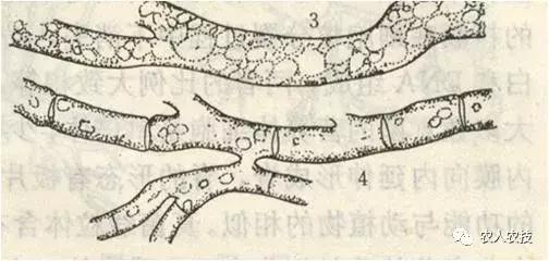 高等真菌与低等真菌细菌的区别,高等真菌与低等真菌哪个严重