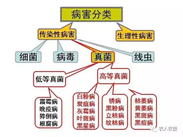 高等真菌与低等真菌细菌的区别,高等真菌与低等真菌哪个严重