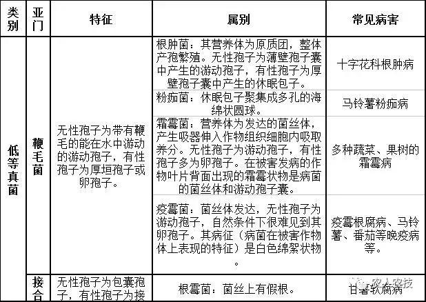 高等真菌与低等真菌细菌的区别,高等真菌与低等真菌哪个严重