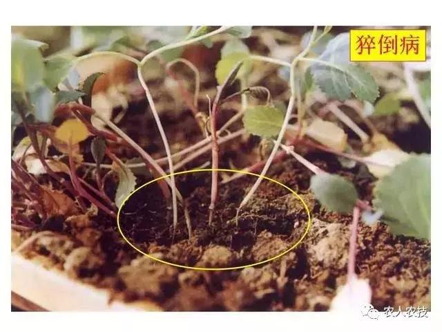 高等真菌与低等真菌细菌的区别,高等真菌与低等真菌哪个严重