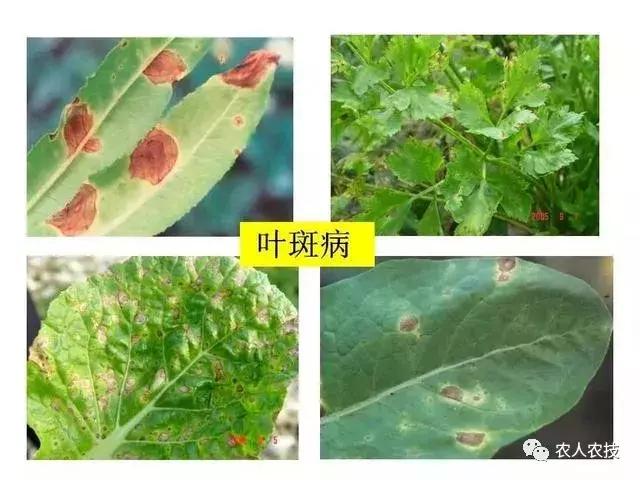 高等真菌与低等真菌细菌的区别,高等真菌与低等真菌哪个严重