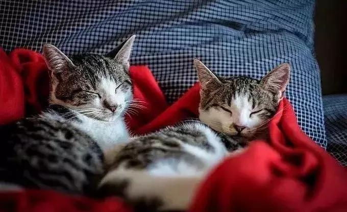 床单上洗不掉的油渍怎么办,床单油渍不洗怎么擦