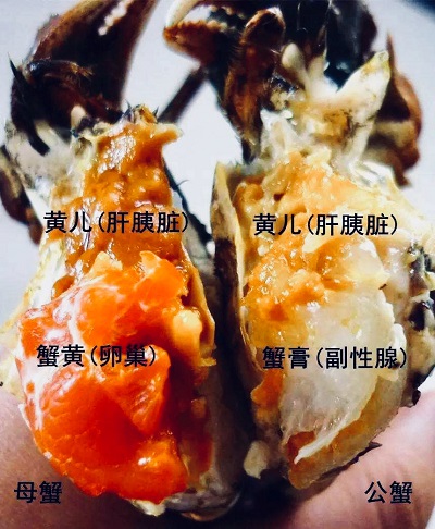 大闸蟹是什么季节吃最好吃,大闸蟹尝鲜啦