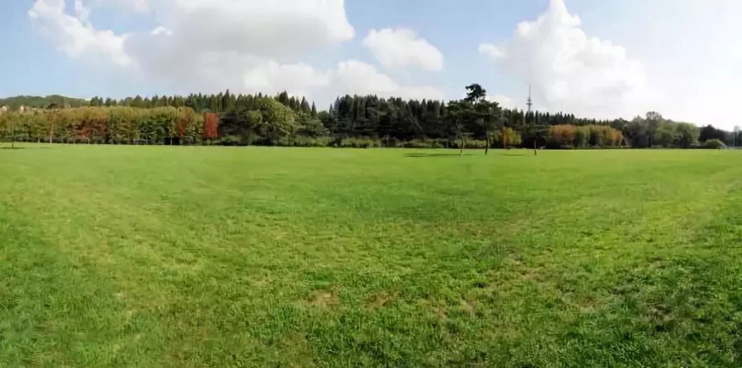 草坪怎么区分品种,草坪分类有哪几种