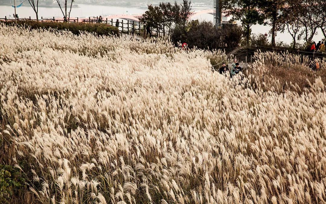 草坪怎么区分品种,草坪分类有哪几种