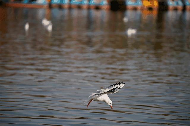 单评|为啥选7RⅢ做你的视频机?