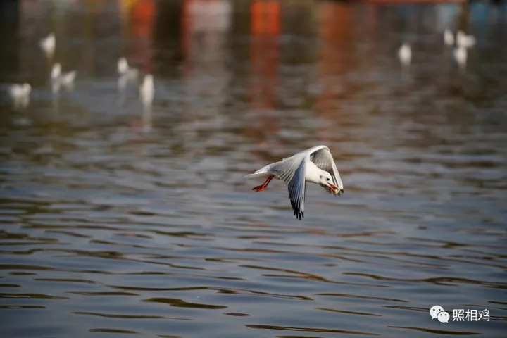 单评|为啥选7RⅢ做你的视频机?