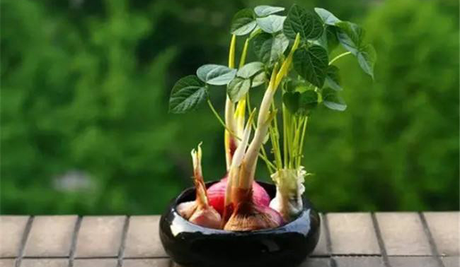 12个最有意思的生活妙招,有趣的生活小妙招大全