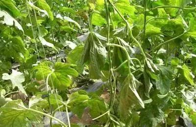 枯黄萎·镰刀菌病,植物得了真要命!绝杀枯黄萎,这招快准行!