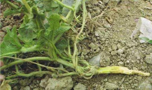 枯黄萎·镰刀菌病,植物得了真要命!绝杀枯黄萎,这招快准行!