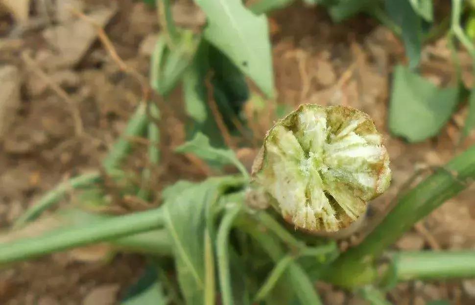 枯黄萎·镰刀菌病,植物得了真要命!绝杀枯黄萎,这招快准行!