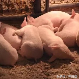 这5个因素常常引起猪腹泻，分别可以这样预防和治疗，效果很明！