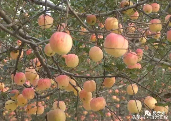 苹果树的锈果病怎么治,苹果果锈