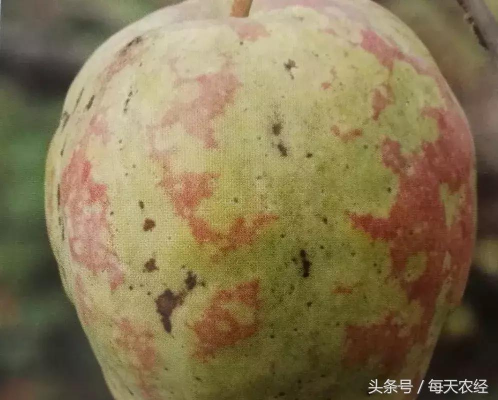 苹果树的锈果病怎么治,苹果果锈