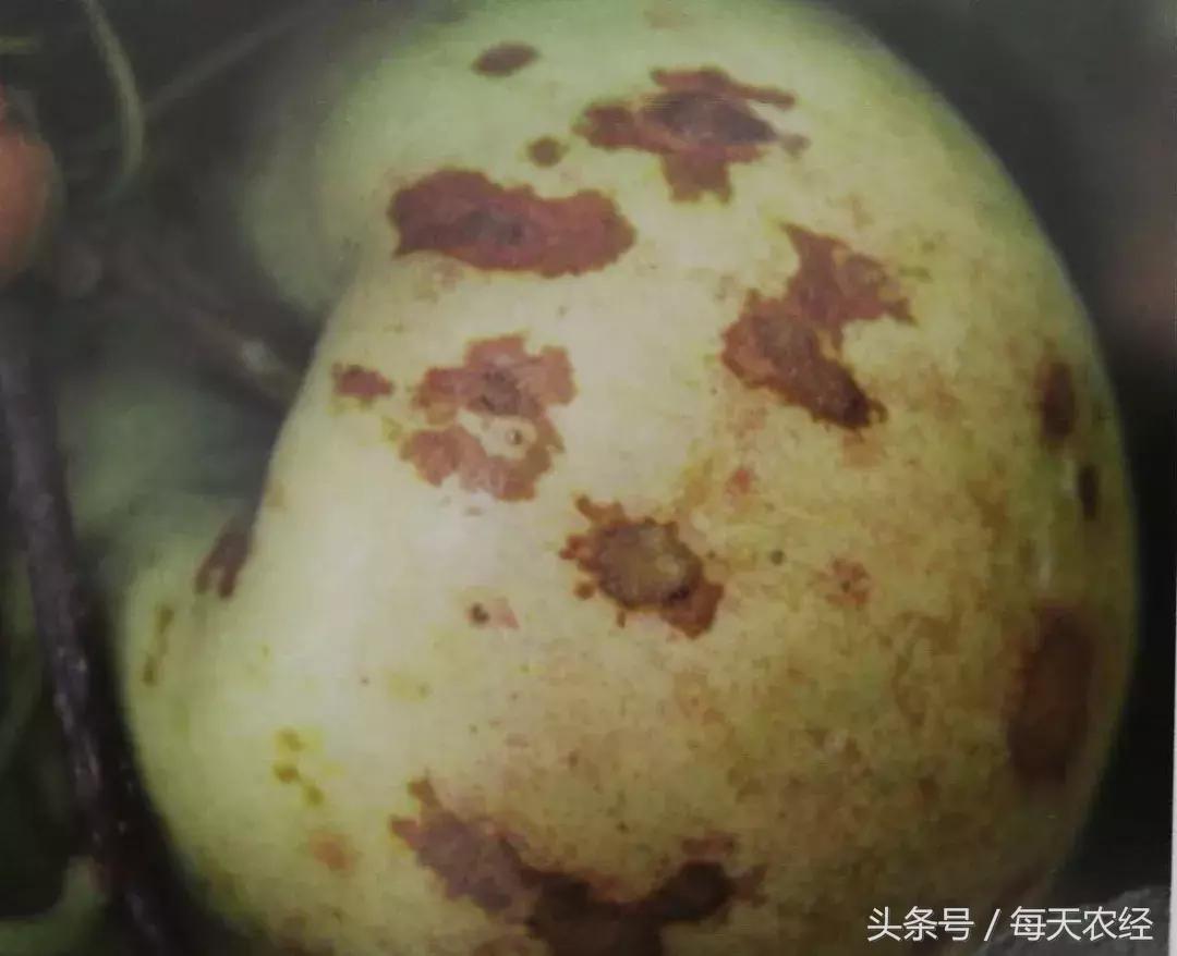 苹果树的锈果病怎么治,苹果果锈