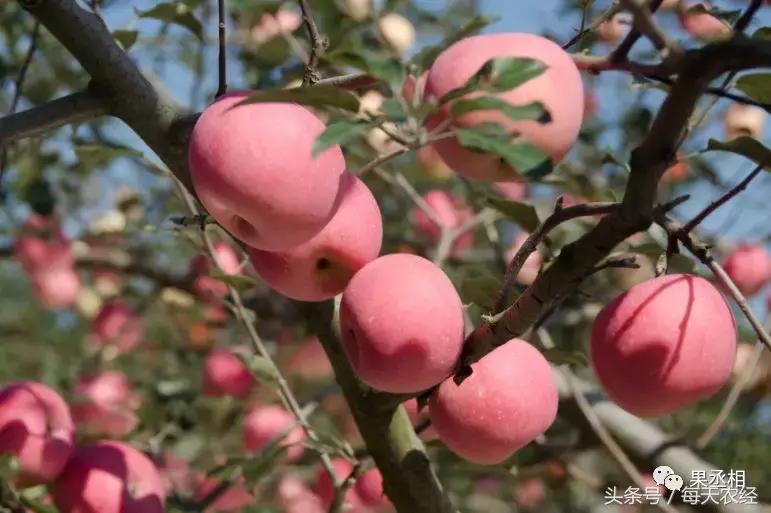 苹果树的锈果病怎么治,苹果果锈