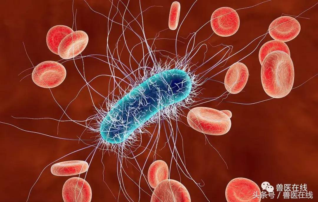 致病大肠杆菌如何产生,大肠杆菌会出现什么症状