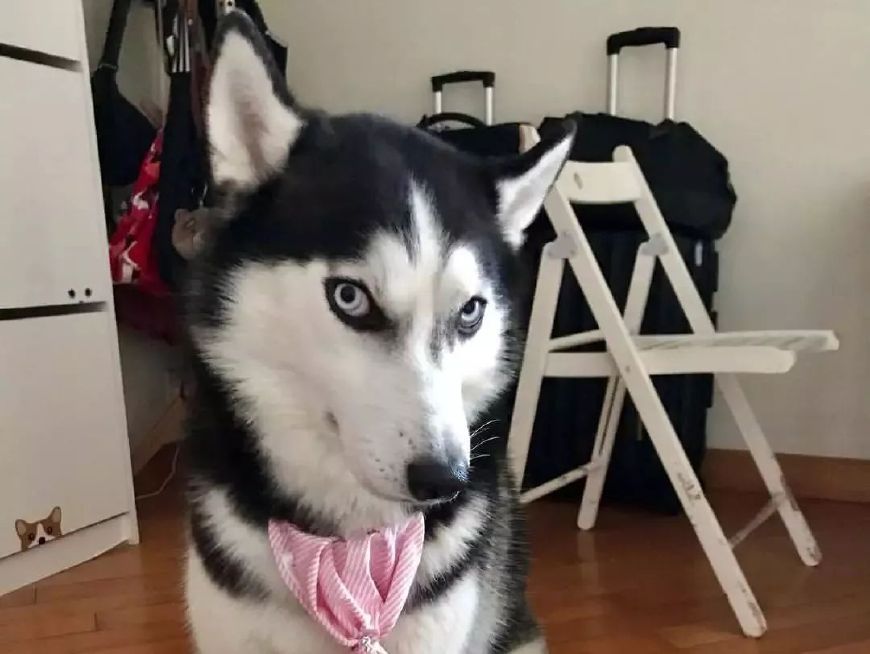 哈士奇好玩的特征,哈士奇神奇操作