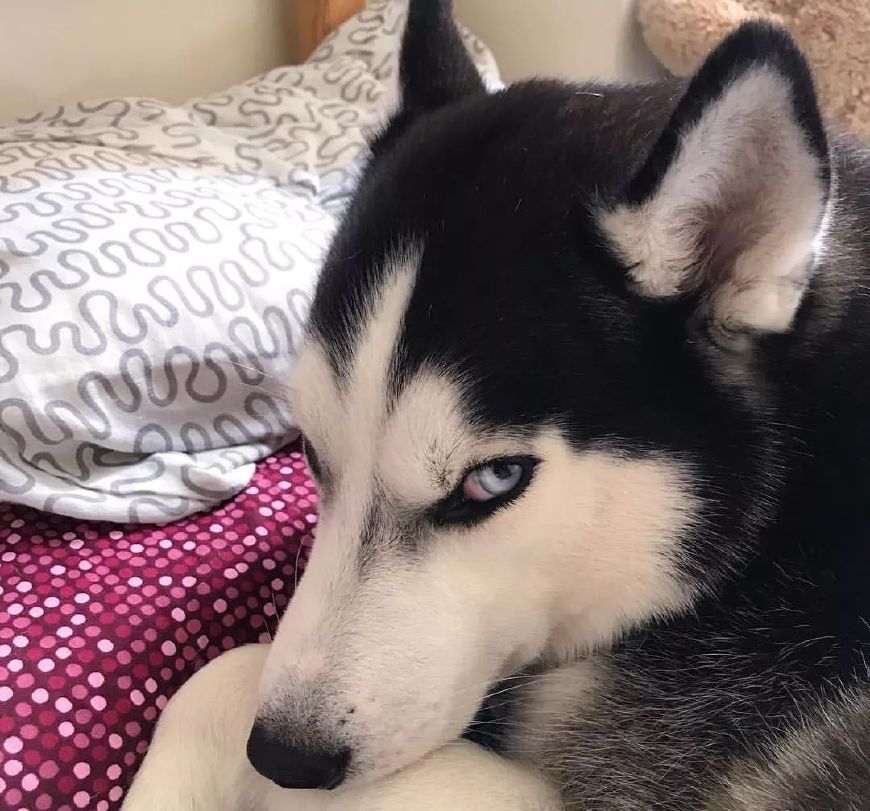 哈士奇好玩的特征,哈士奇神奇操作