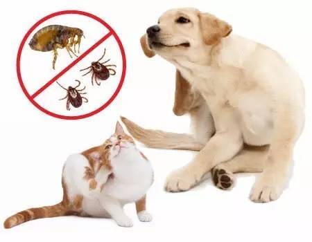 狗狗皮肤病反反复复要用什么药,狗狗各种皮肤病各擦什么药效果好