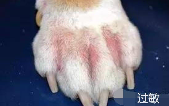 狗狗皮肤病反反复复要用什么药,狗狗各种皮肤病各擦什么药效果好