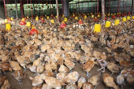 农村无息贷款怎么申请,农户贷怎么申请有什么条件