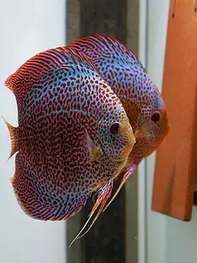 面对脾气犟的人有什么办法,观赏鱼攻击性特别强怎么办