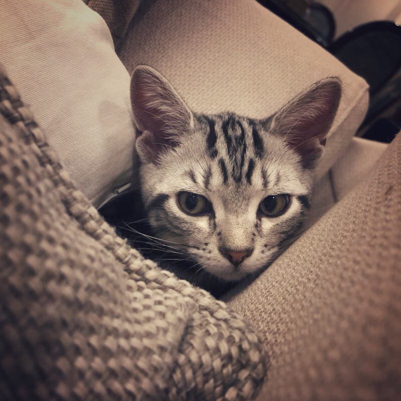 美短虎斑猫一窝,美短虎斑猫的日常