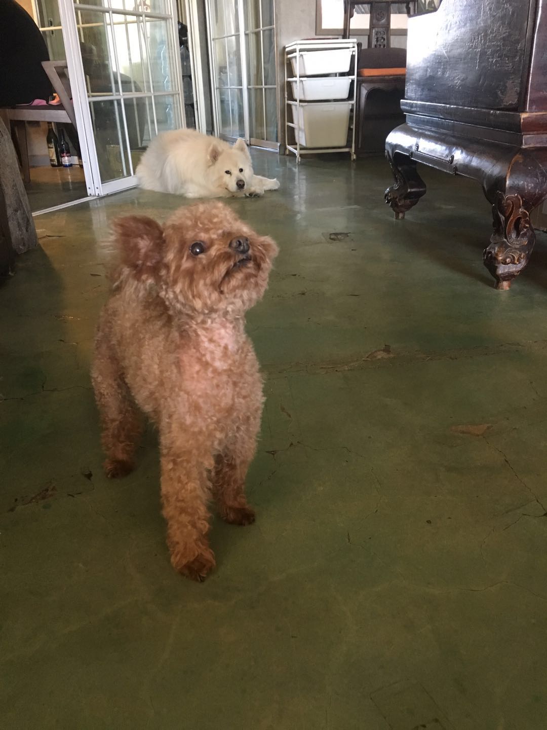 美短虎斑猫一窝,美短虎斑猫的日常