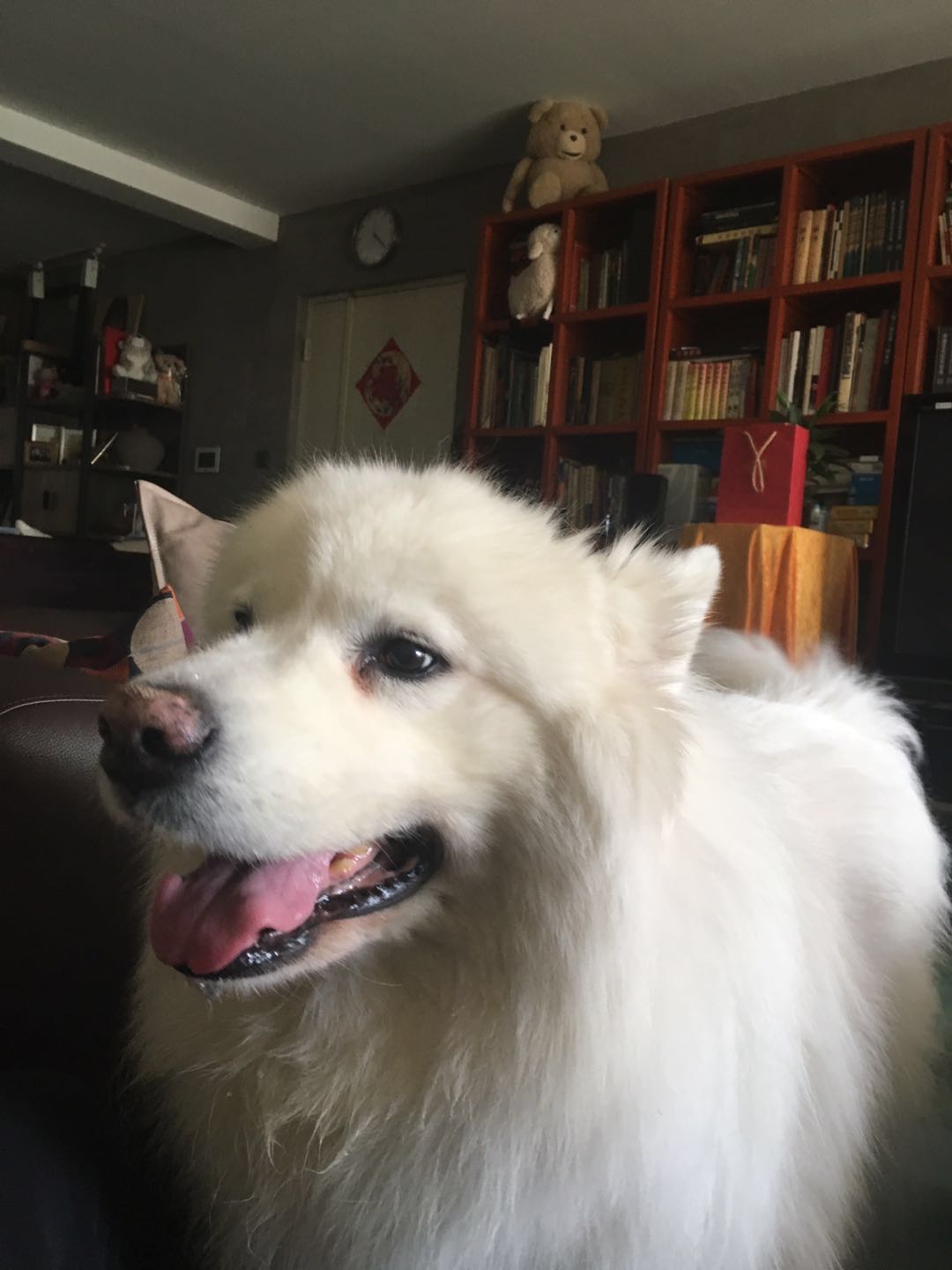 美短虎斑猫一窝,美短虎斑猫的日常