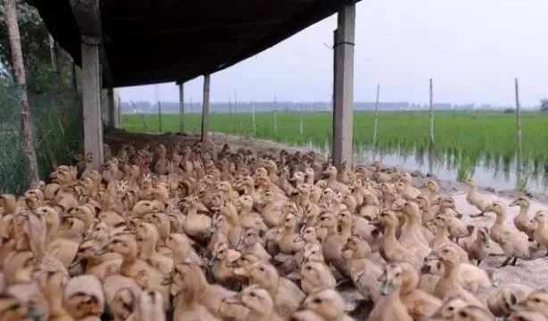 养殖一万只下蛋鸭子利润,养殖一万只鸭子要多大场地