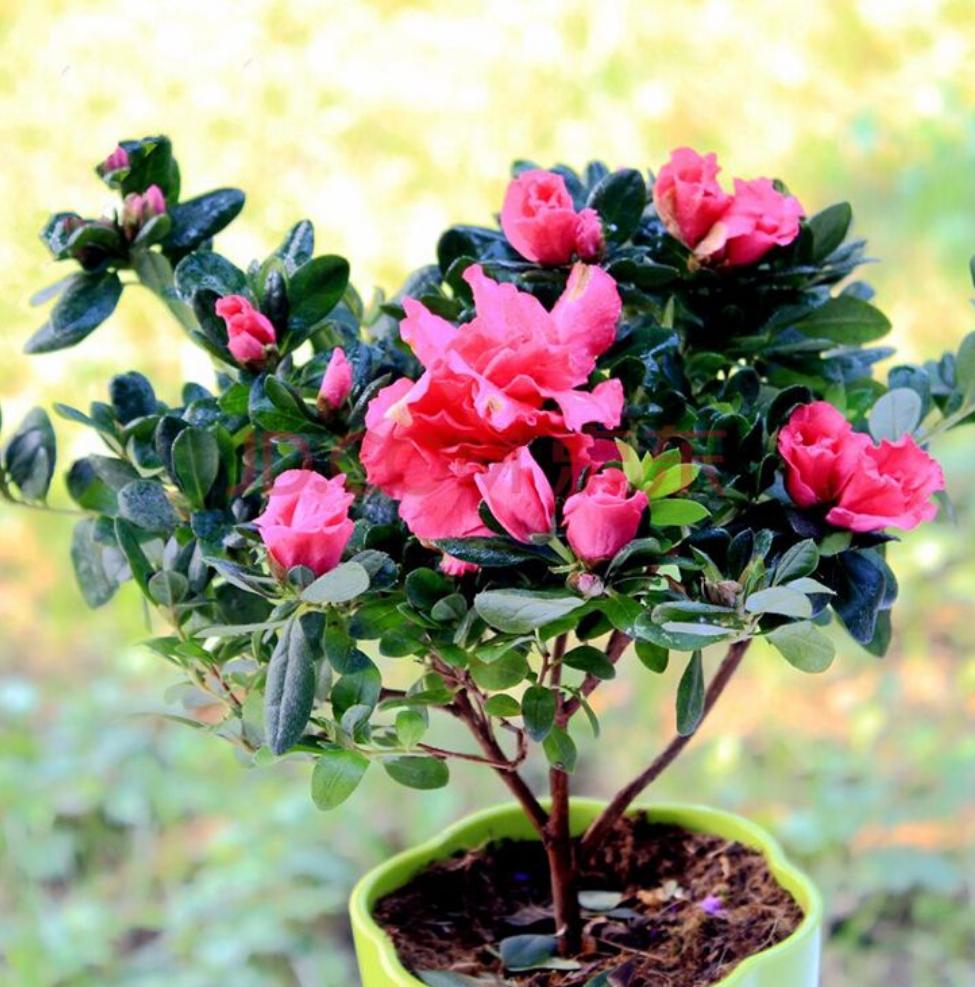 杜鹃花没开多久就掉花什么情况,杜鹃花还没开就干了是怎么回事