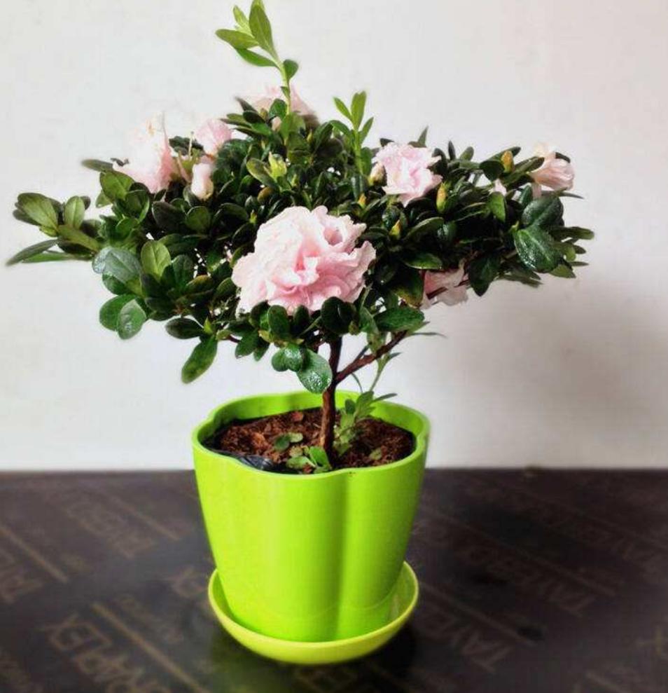 杜鹃花没开多久就掉花什么情况,杜鹃花还没开就干了是怎么回事