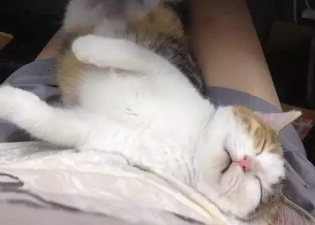 土猫真的好养吗,土猫就不可以养吗