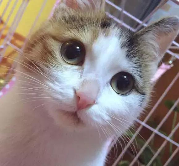 土猫真的好养吗,土猫就不可以养吗