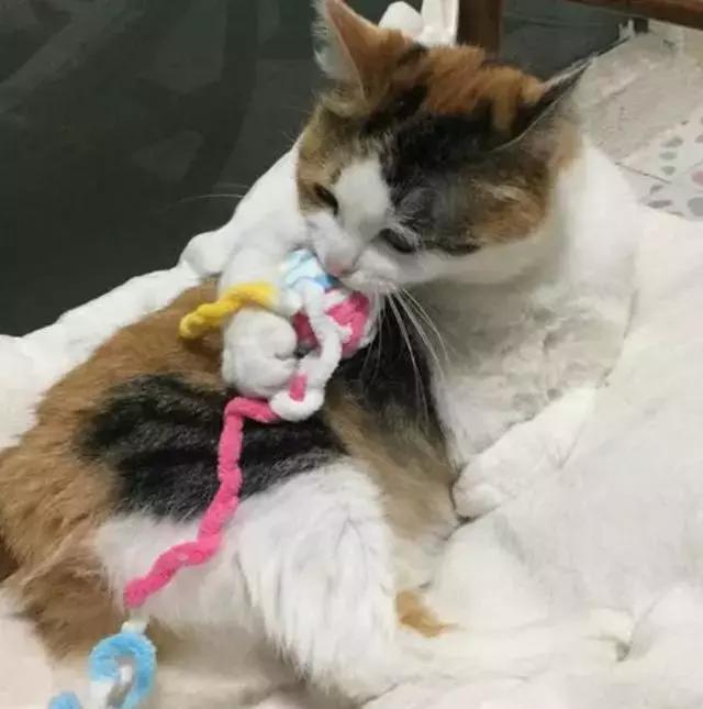 土猫真的好养吗,土猫就不可以养吗