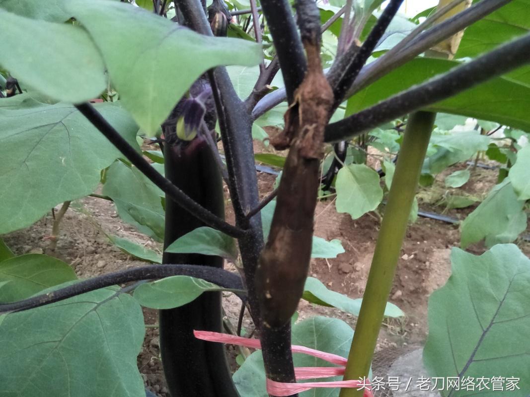 茄子烂果的治疗方法,大棚茄子烂果怎么回事